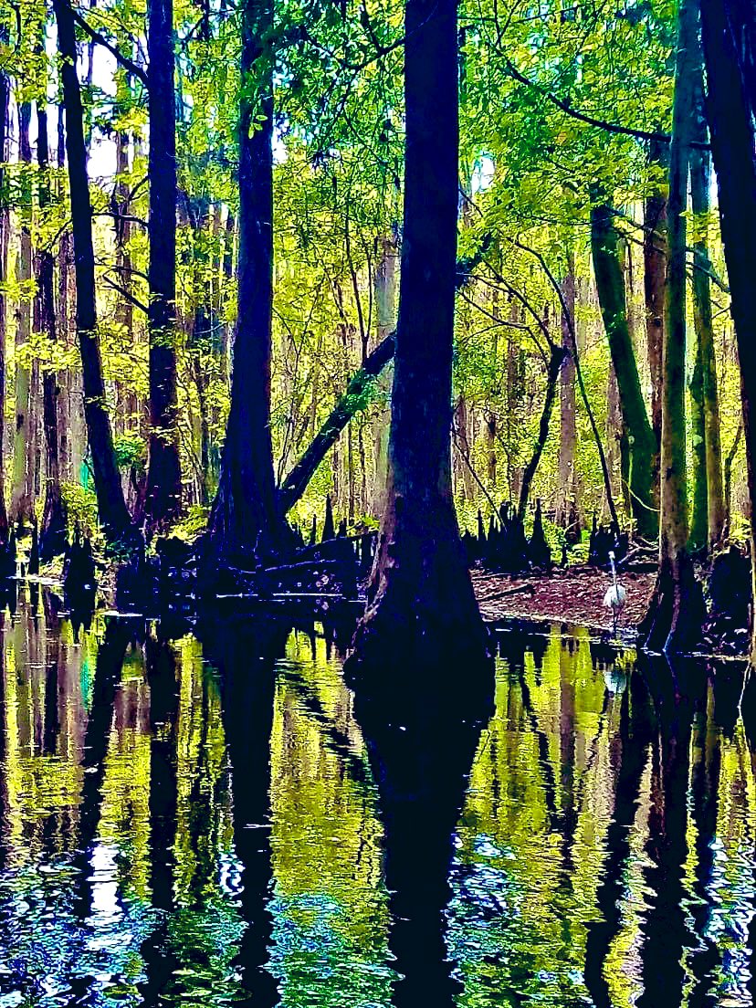 Capture #nature in a mirror as it shows it’s #beauty for a second time 
lnkd.in/eX69UmK 
#coaching #quoteoftheday #successquotes #inspirational #like #thoughts #entrepreneur  #wordsofwisdom #quotesdaily #business #quotes