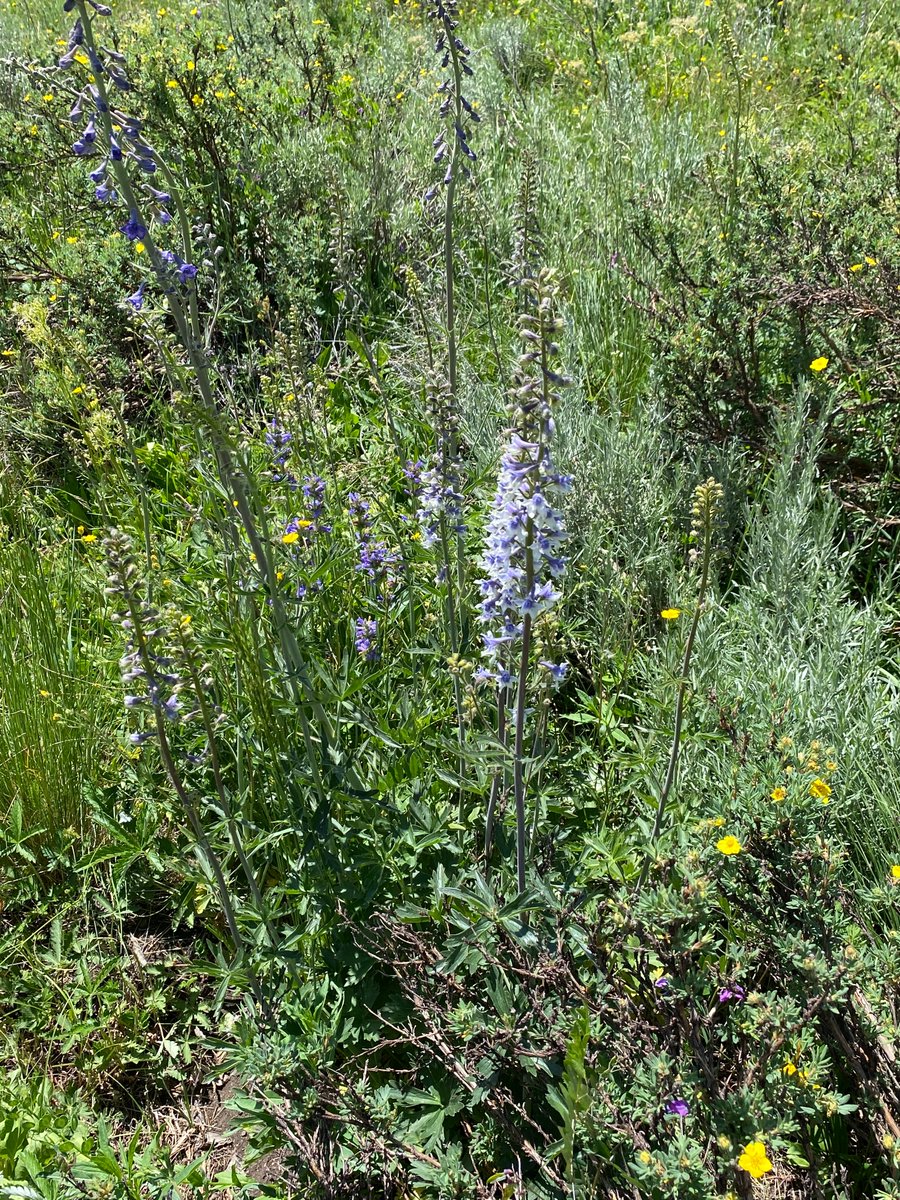 Stacy Tessler Lindau tweet media