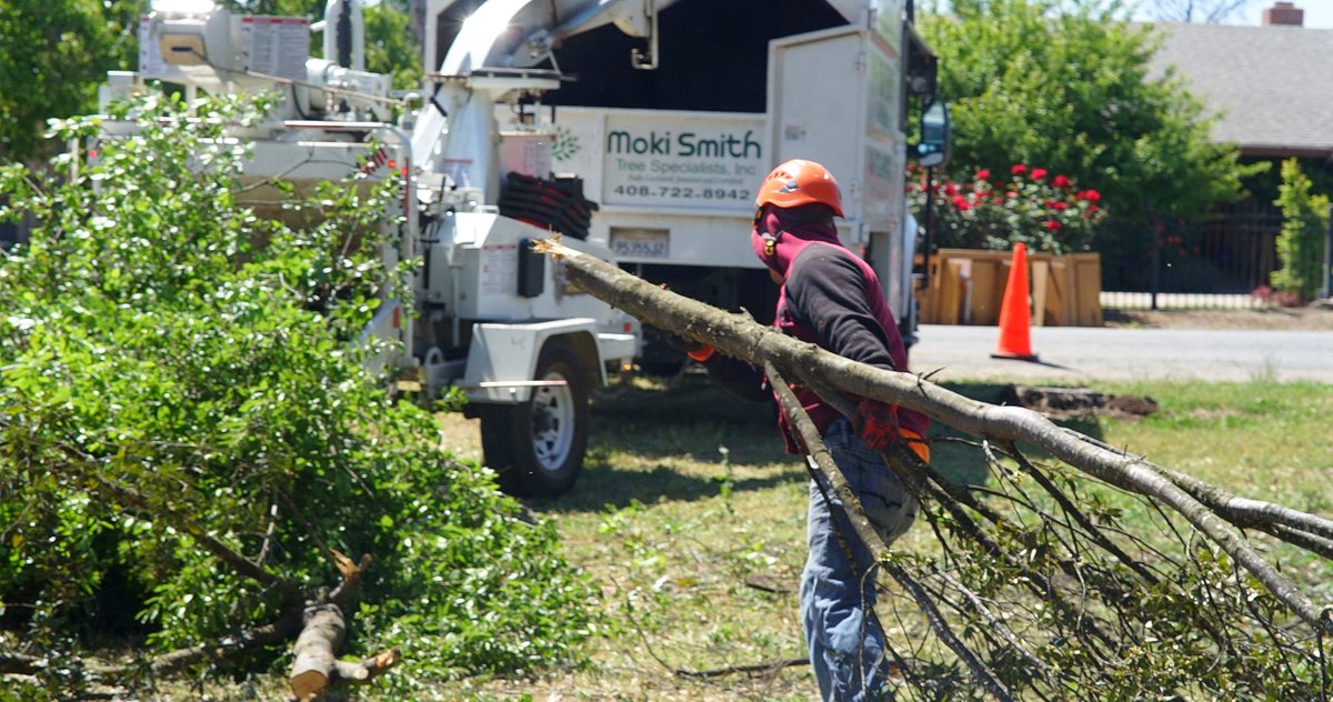 Taking care of business, one limb at a time! 

#tree #trees #treework #arborist #arboristofinstagram #chipper #working #business