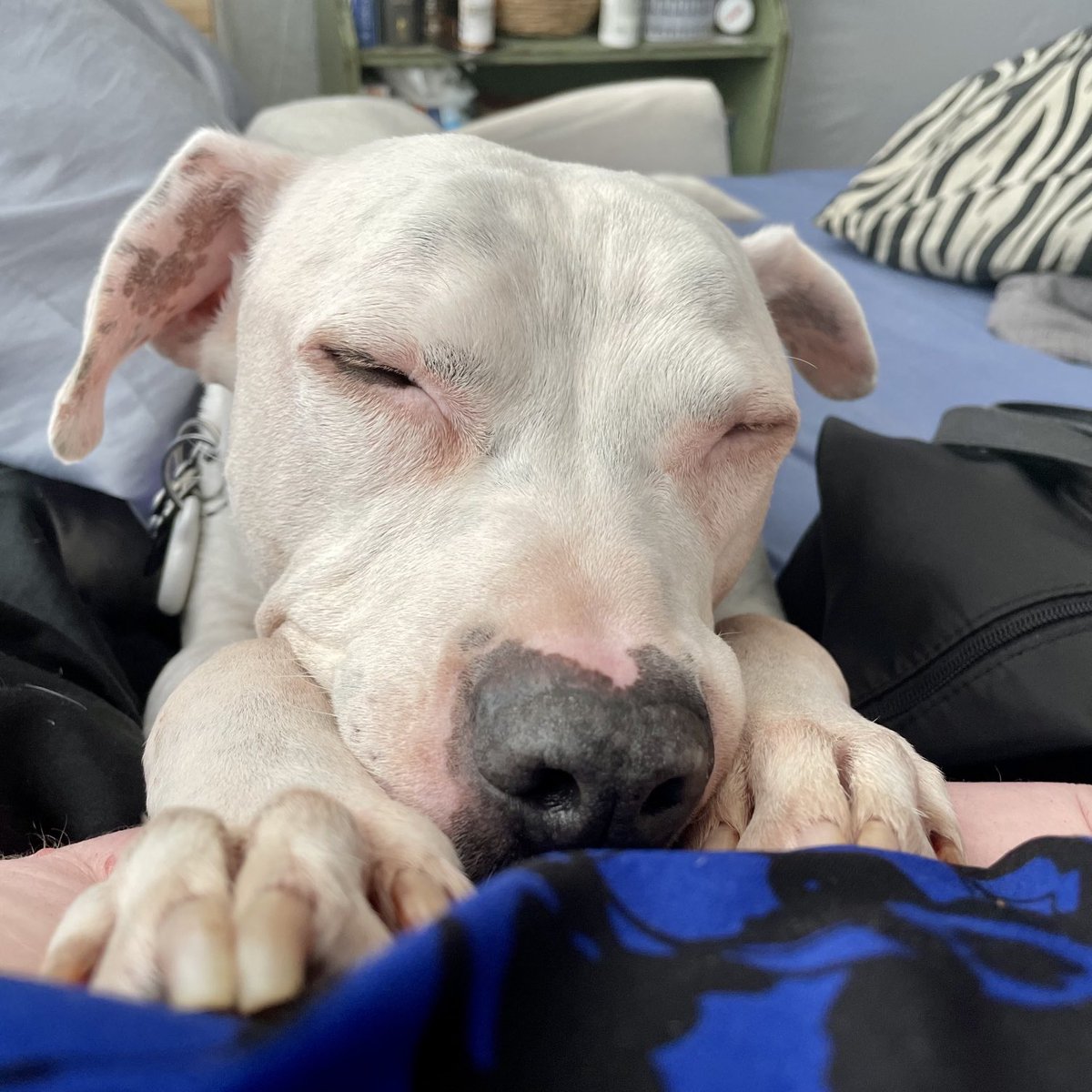 BaltimoreGal's tweet photo. I have a snuggly Goose. โค๏ธ
Coincidentally, surely, I am eating a muffin. ๐
#ilikebigmutts #Icannotlie #dogsoftwitter #dogtweets #whitedog #secretspots #pinkbull https://t.co/258Kr5dxxz