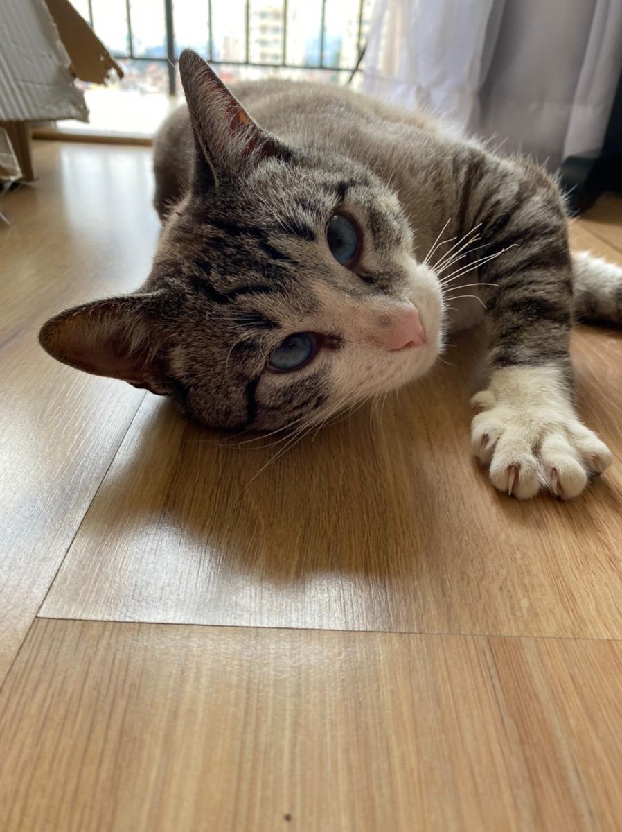 gisomente's tweet image. ✨MOTIVOS PRA ADOTAR UM GATO ADULTO ✨
1. Ele já passou um tempão esperando por um lar, já que gatos adultos são menos adotados