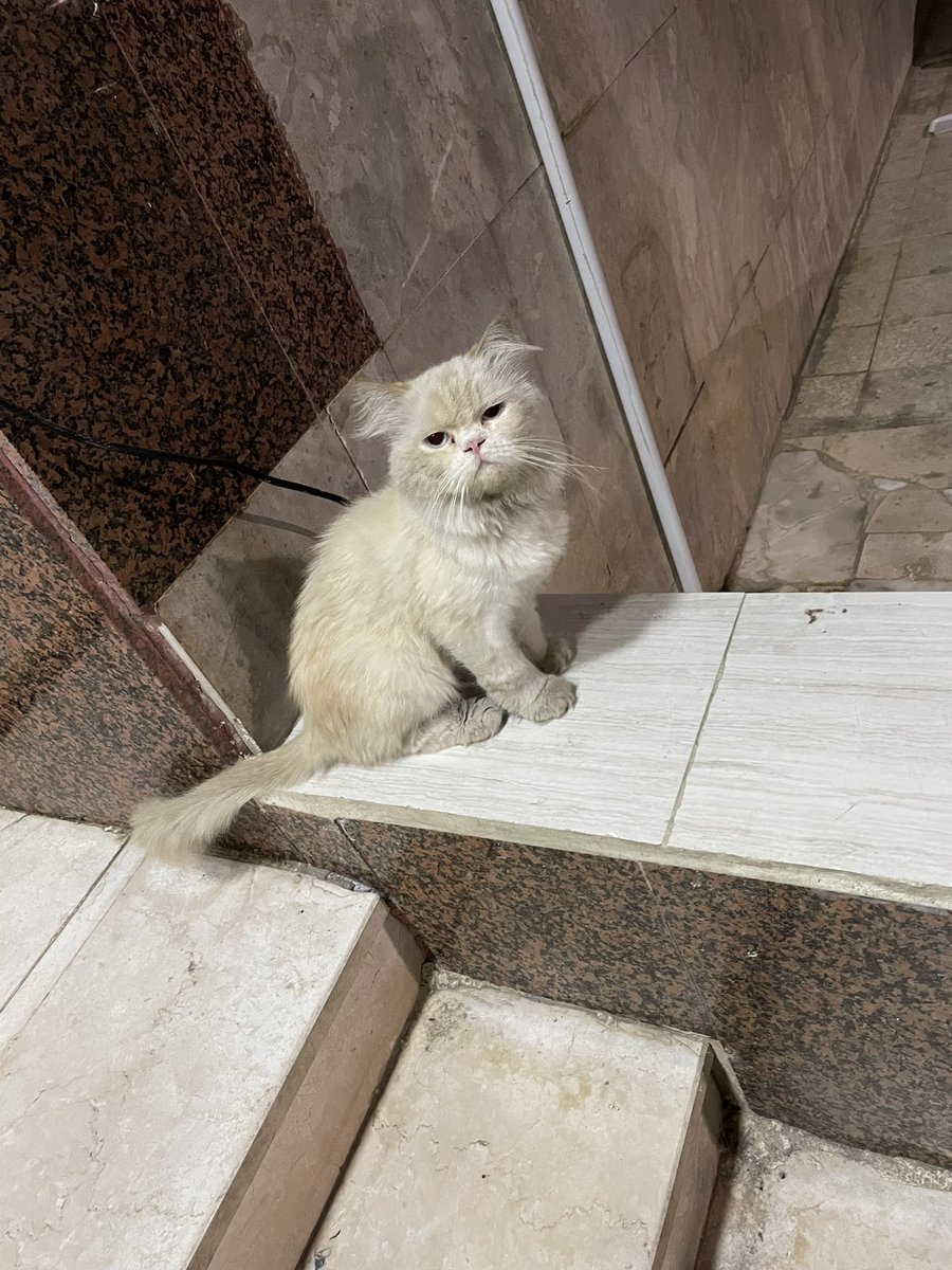 roozsaeed22's tweet photo. لقيت هاذا القط عند بيتنا له شهر تقريباً مراا لطيف وجميل 🥺  جنسه ذكر .. واضح انه خارج من بيت لانه شعره مخفف يحتاج عائلة لطيفة زيه اللي جاد انه يتبناه وياخذه يتواصل عالخاص لانه دايما موجود عند عمارتنا.. جدة حي العزيزية @smaljohani #تبني_قطط https://t.co/PqYiUpyLGu