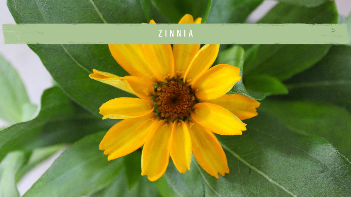 Brighten up your garden with yellow 💛

Shop plants with yellow flowers 🛒
ow.ly/6dlU50FdhxW

#wearethegrowers #plantlife #yellowflowers #yourgarden #gardeners #sustainablegardening #ecogardeners #greenhouse