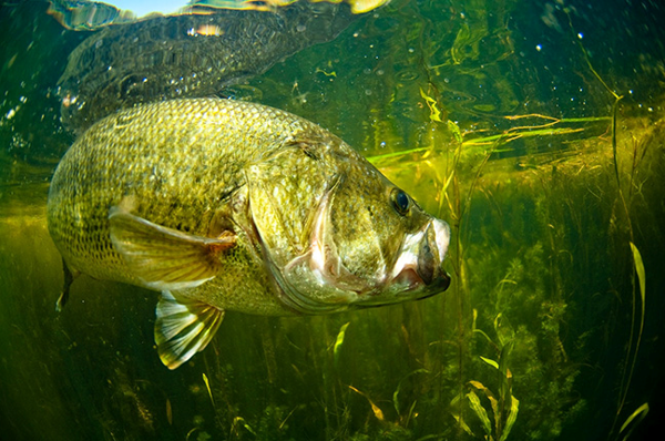 bagleybaits's tweet photo. North Country Bass - Bagley Baits puts its shoulder behind tournament circuit focused northern natural lakes #EveryFishCounts #TeamBagleyBaits
https://t.co/JIkLUK9ps3 https://t.co/AFM9vjYjoz