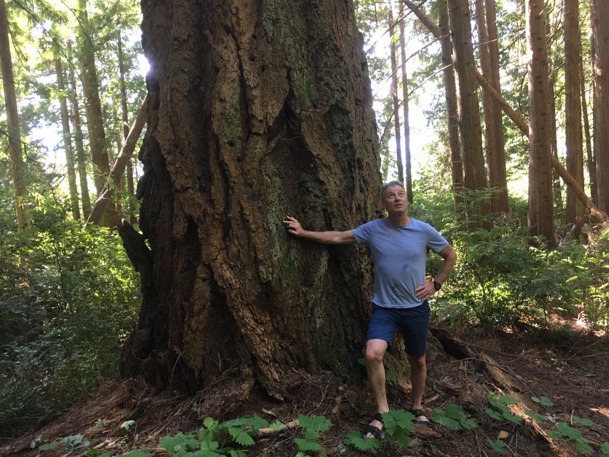 This is one of the ancient  trees slotted for logging by Washington state’s  ⁦@Hilary_FranzCPL⁩ just above the jewel of Dabob Bay—which supports  a world renown shellfish industry. The public owns this rare and fragile forest. Logging it would be a crime.