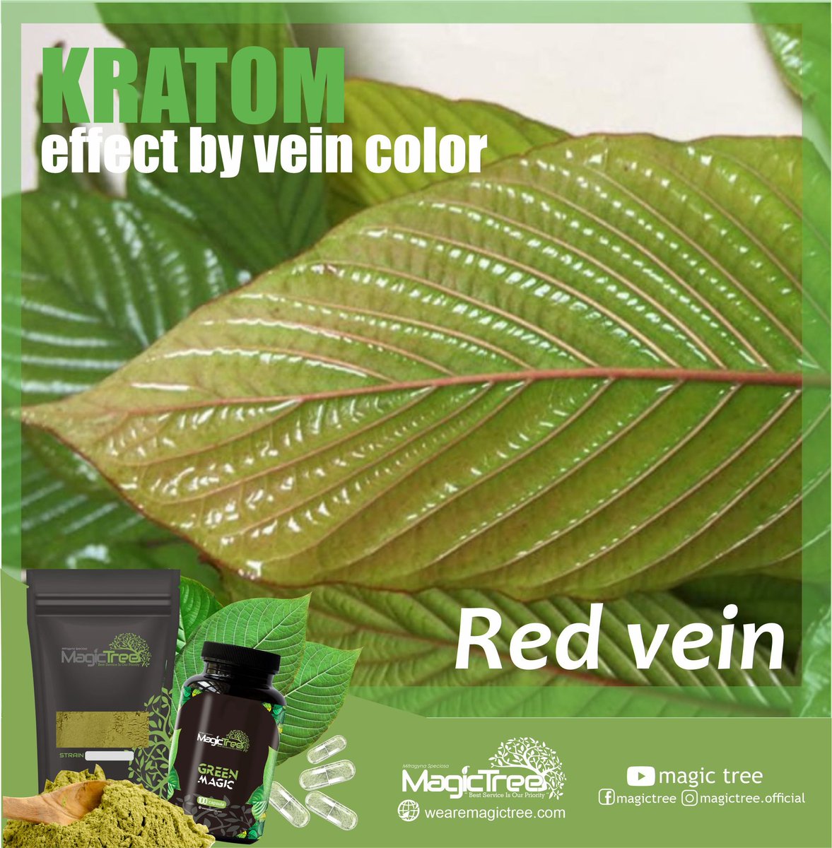 KratomMagicTree's tweet photo. Red vein kratom is by far the most popular strain among its users as compared to green and white veins because of its calming property.
They are an ideal choice for someone who wants to relax their body or want a calming sensation all through the day.
#kratom #mitragyne https://t.co/d33o2uR1ru