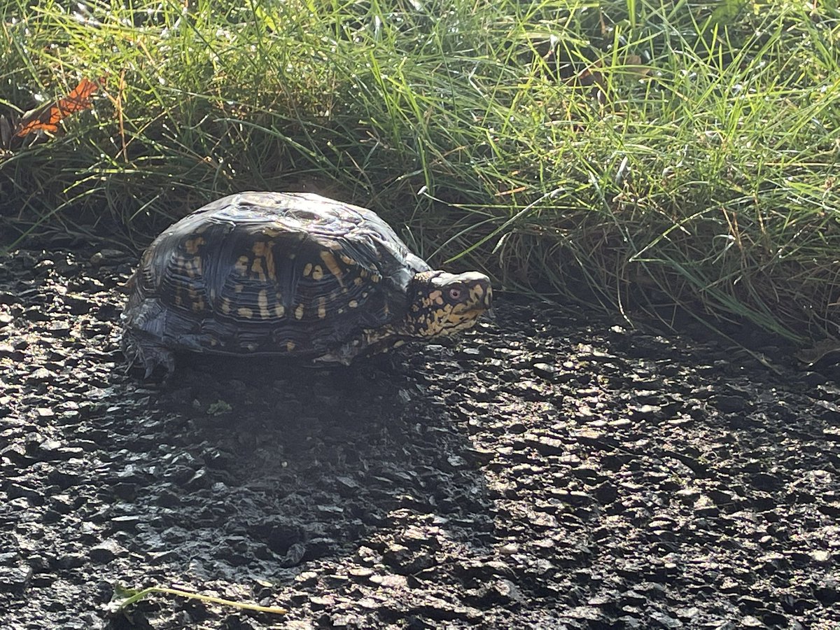 Seen on the walk this morning.