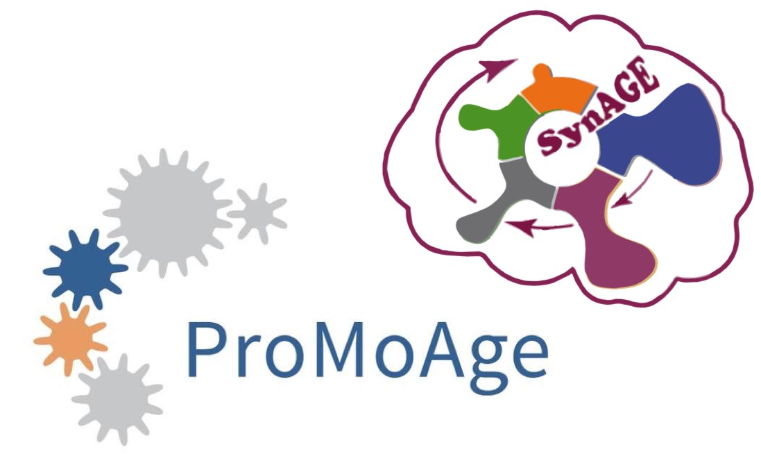 RTG2413SynAGE's tweet photo. We are thrilled to collaborate with GRK 2155 #ProMoAGE for our upcomming #SynAGESummerSchool in September! Check out our program:
https://t.co/4ChNEl5qpU https://t.co/XYAa25W39U