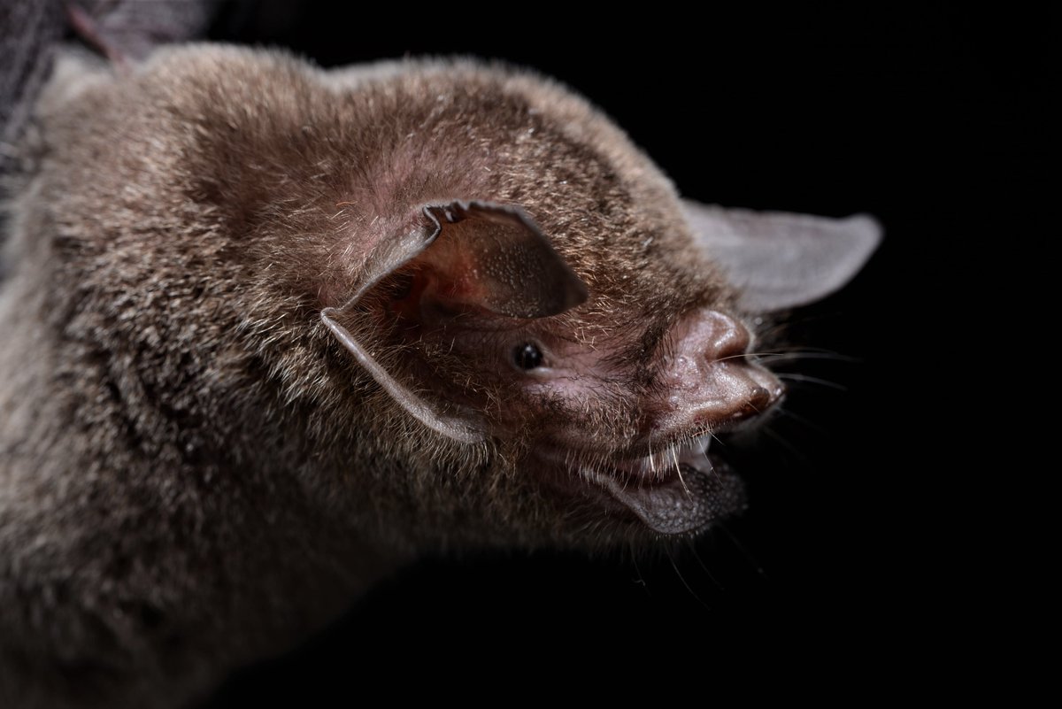 burtonlim's tweet photo. #OpwallGuyana 2013.7.20 - Turtle Mountain - Pteronotus rubiginosus is only 1 of 2 species of bats that use constant frequency echolocation to hunt insects in the forest of Iwokrama - #ROMinthefield - looks like it will be 2 years before we get back to the rainforest of Iwokrama https://t.co/oqdRCSV1V8