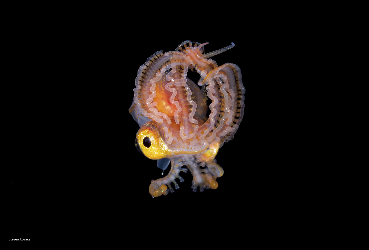 Steven Kovacs on Twitter "A 1 inch male Blanket Octopus raises its