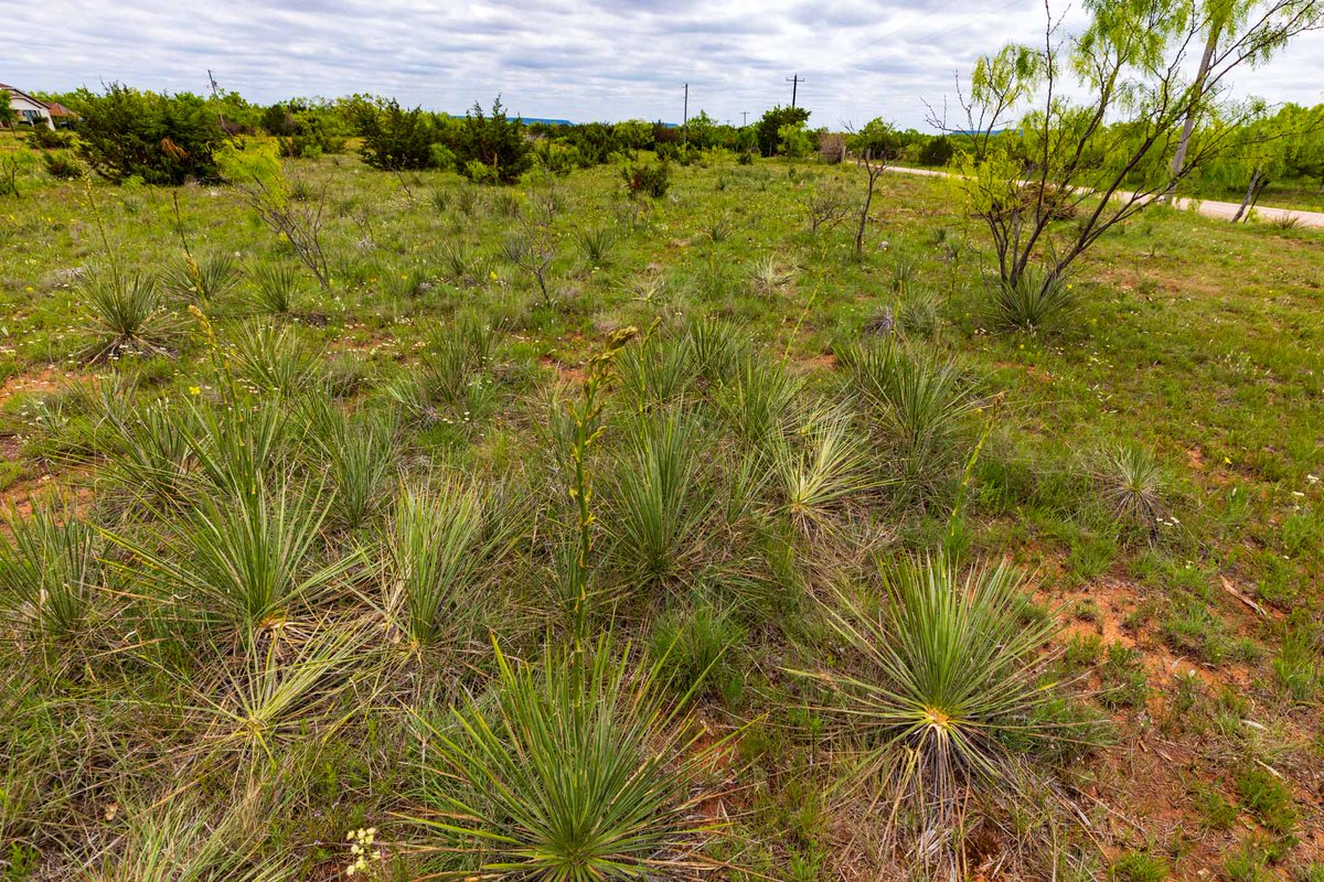 EkdahlEdge's tweet image. The #wideopenspaces are calling and the Tracts at Double Creek are your answer. #Freshair and room to breathe in #TaylorCountyTX. Located in the #JimNedSchoolDistrict with a quick commute to #AbileneTX. View more here: bit.ly/3hHQuj0 #land #landforsale #westtexas
