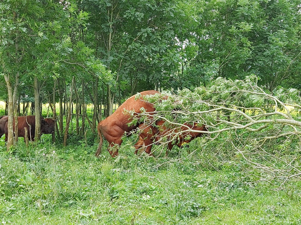 Waar de kalfjes gemaakt worden? Juist, in de bosjes! #rodegeuzen #Munnikenland #freenature <a href="/FREE_Nature/">FREE Nature</a>