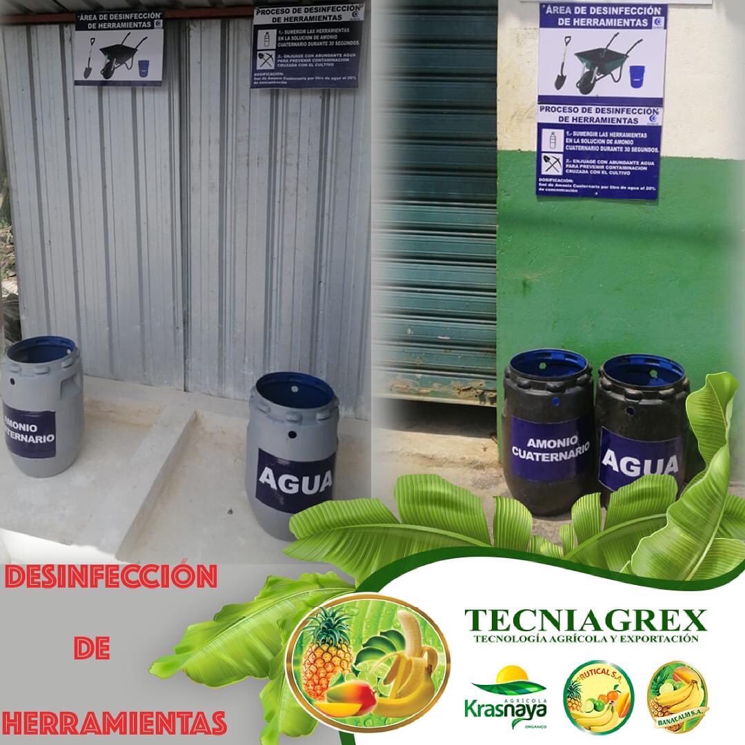 Nuestras haciendas aplica las mejoras en bioseguridad para evitar que el hongo  Fusarium raza 4 tropical  impacte a la producción nacional.

#corporacionblarrion, #banana, #Hongos, #Fusarium
#Tecniagrex, #Frutical, #Banacalm y #Krasnaya, #Ecuador, #Machala, #ElOro.
