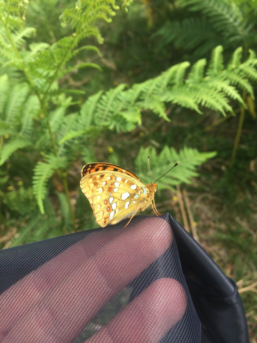 Julia Simons tweet media