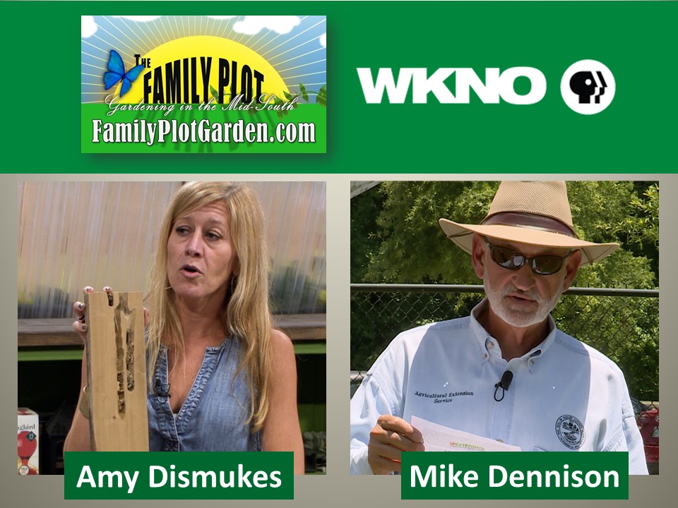 Sat (7/10) on The Family Plot: Gardening in the Mid-South Retired UT Extension Agent Mike Dennison talks about how to adjust soil pH. Also, @utextension -Williamson County Agent Amy Dismukes talks about integrated pest management. Watch/stream Sat 3pm & Sun 12:30pm #WKNOChannel10