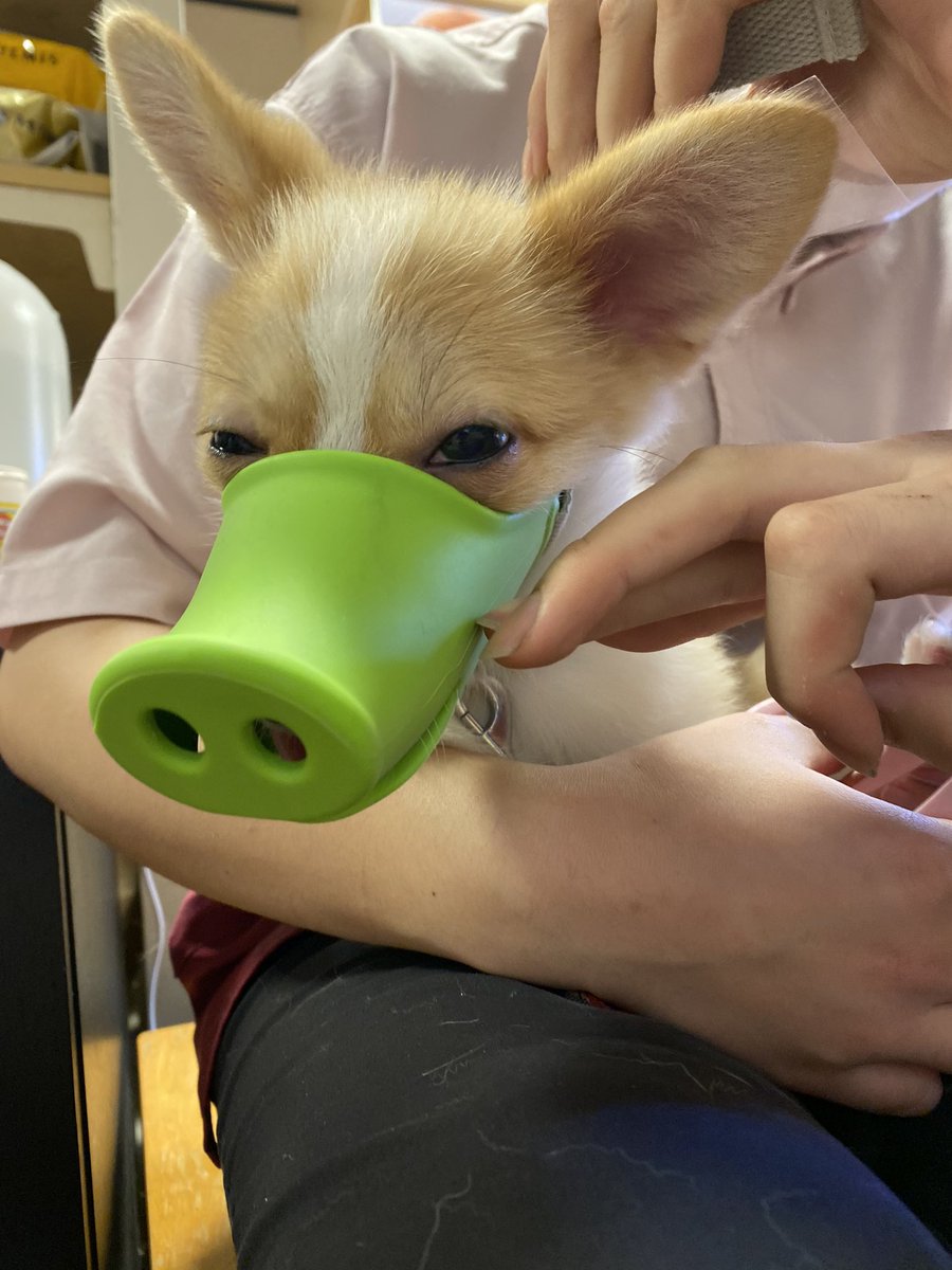 に 爪切りも足裏カットも嫌がって噛むので ブタにされたはうくん ポメコーギー ウェルシュコーギー ポメラニアン ミックス犬