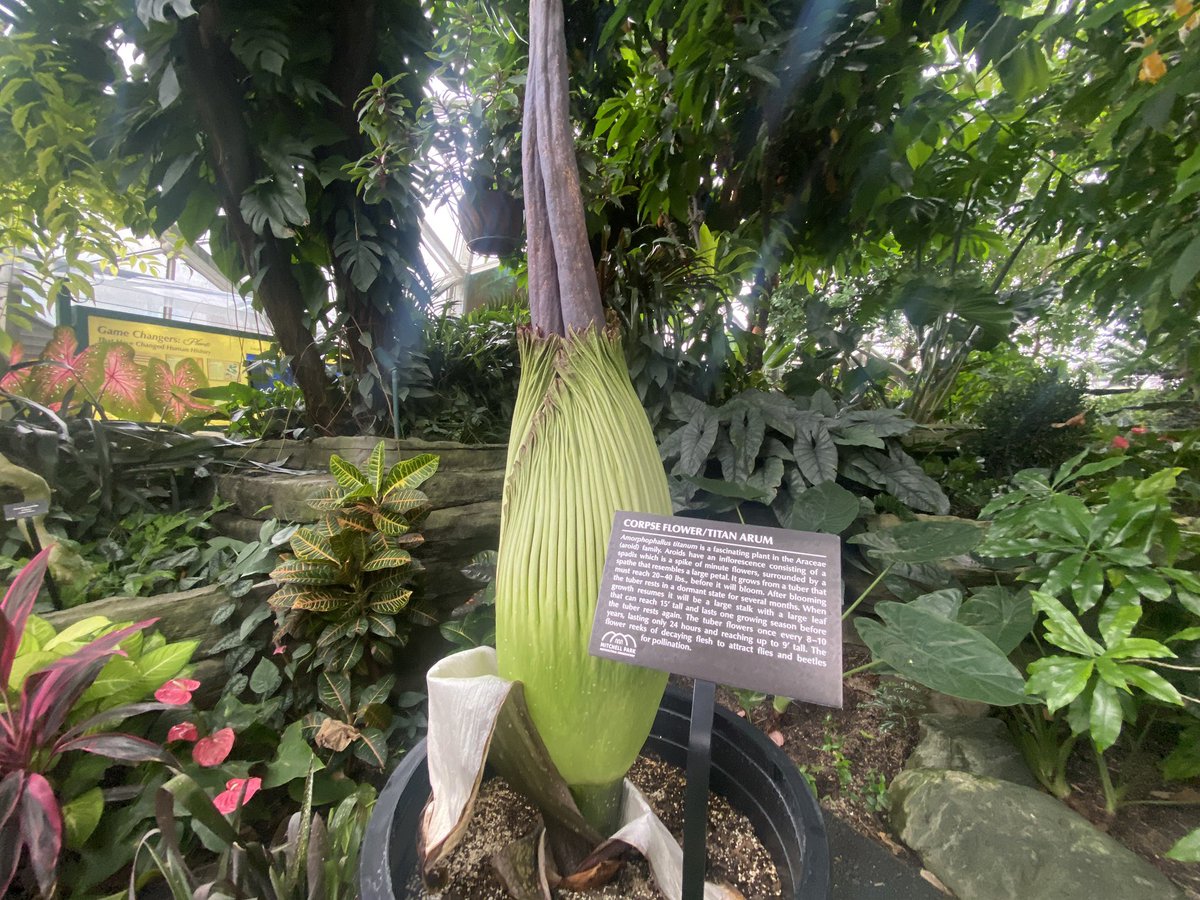 Hannah_WISN's tweet photo. “I had a dead chipmunk in my dryer vent once, &amp; that’s exactly what it smells like.”

A horticulturist with the Mitchell Park Domes says one of their #corpseflowers could bloom any day now! 

What draws people to the smell of rotting flesh — tonight on @WISN12News at 5🤢 https://t.co/71s0Zf6qcA