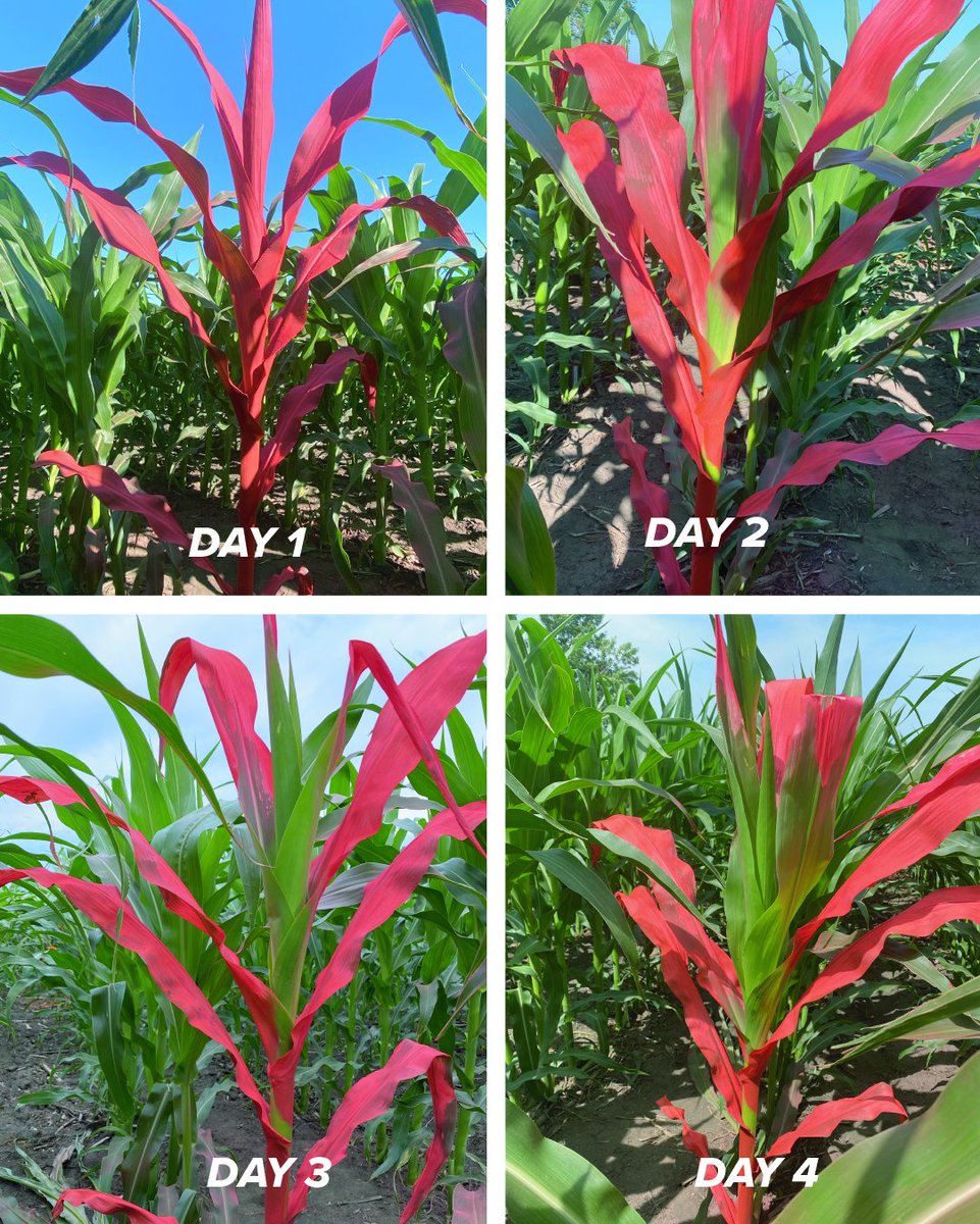 Every summer, corn seems to grow in the blink of an eye! Here's a look at how much this corn plant grew in just 4 days, with each green leaf showing new growth.