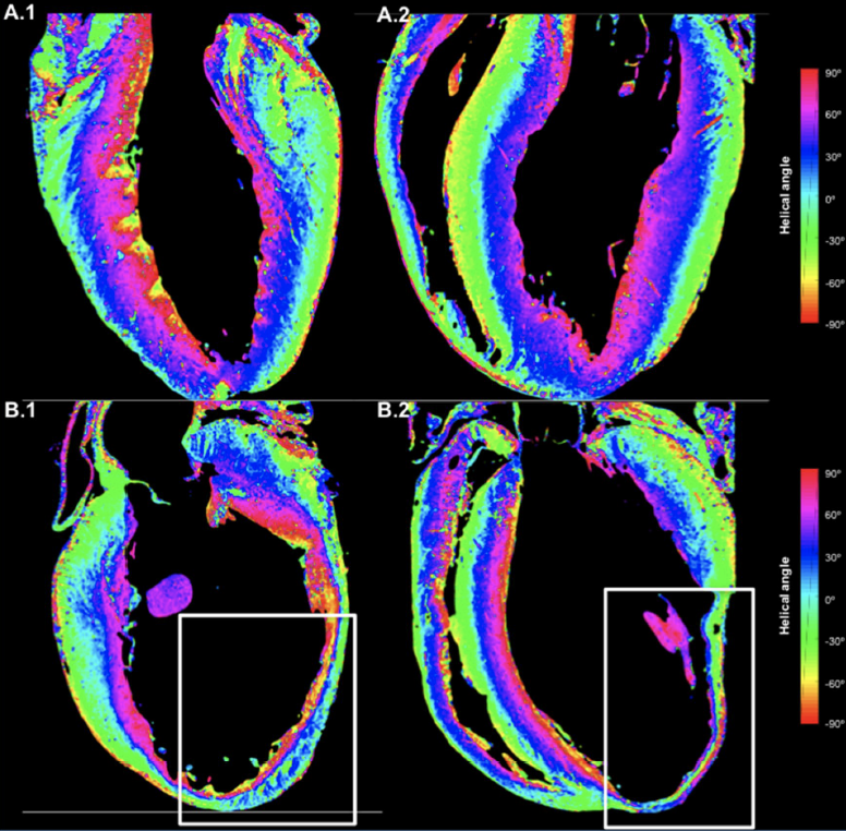 Maja Cikes tweet media