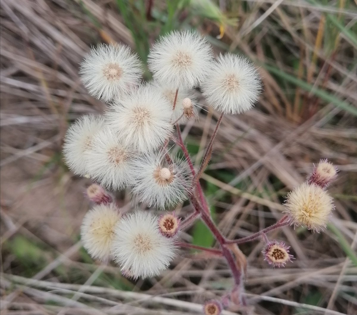 STMCAscience's tweet photo. Useful tip from a fellow plant enthusiast: Google camera will identify plants 😎. Common centuary, marron grass, erigeron acer and ononis repens, we think @StThomasMoreCA #FieldTrip https://t.co/ahPlbd4arg