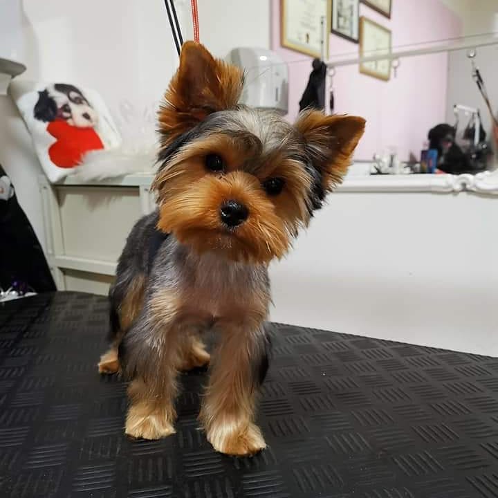 pawsbubbles's tweet photo. Ε tene yorki ππΎLui πΎπna prvom kompletnom tretmanu ππΏβοΈ
#doggrooming #doggroominglife #furminiranjepasa #doggroomingsalon #sisanjepasa #dog #doglover #groominglife #grooming #salonzapse #kupanjepasa #petgrooming #sisanjepasabeograd #ljubiteljipasa #psisrbije #psibeograda https://t.co/A6scxveCV8