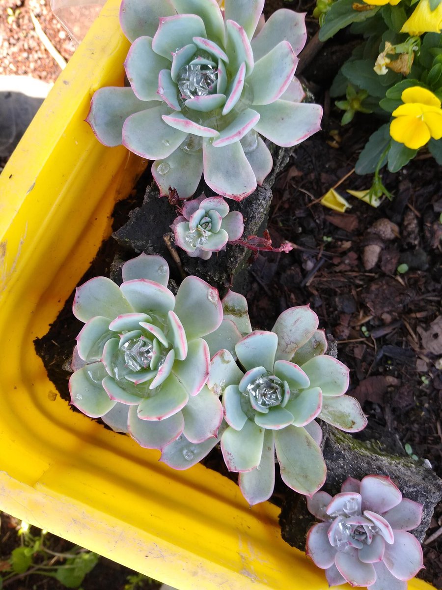 Lordcompost's tweet photo. Hoy hace un año, propagando nuestras primeras Echeverias. https://t.co/aHjE55495U