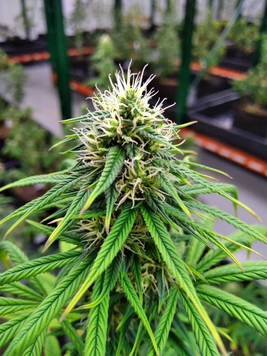 Took my daily stroll through the Bloom room to check on our CBD and CBG blooms. Everything is looking well as we focus towards the next harvest. #KansasCannabisIndustry #kansashemp #legalizecannabis #cannabiseducation #cannabiscultivation