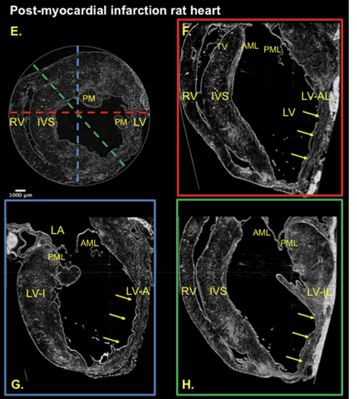 Maja Cikes tweet media