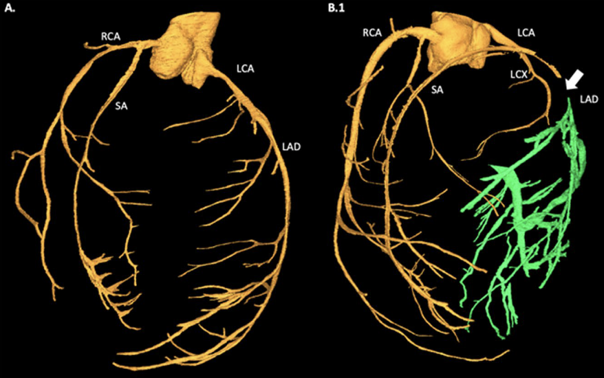 Maja Cikes tweet media