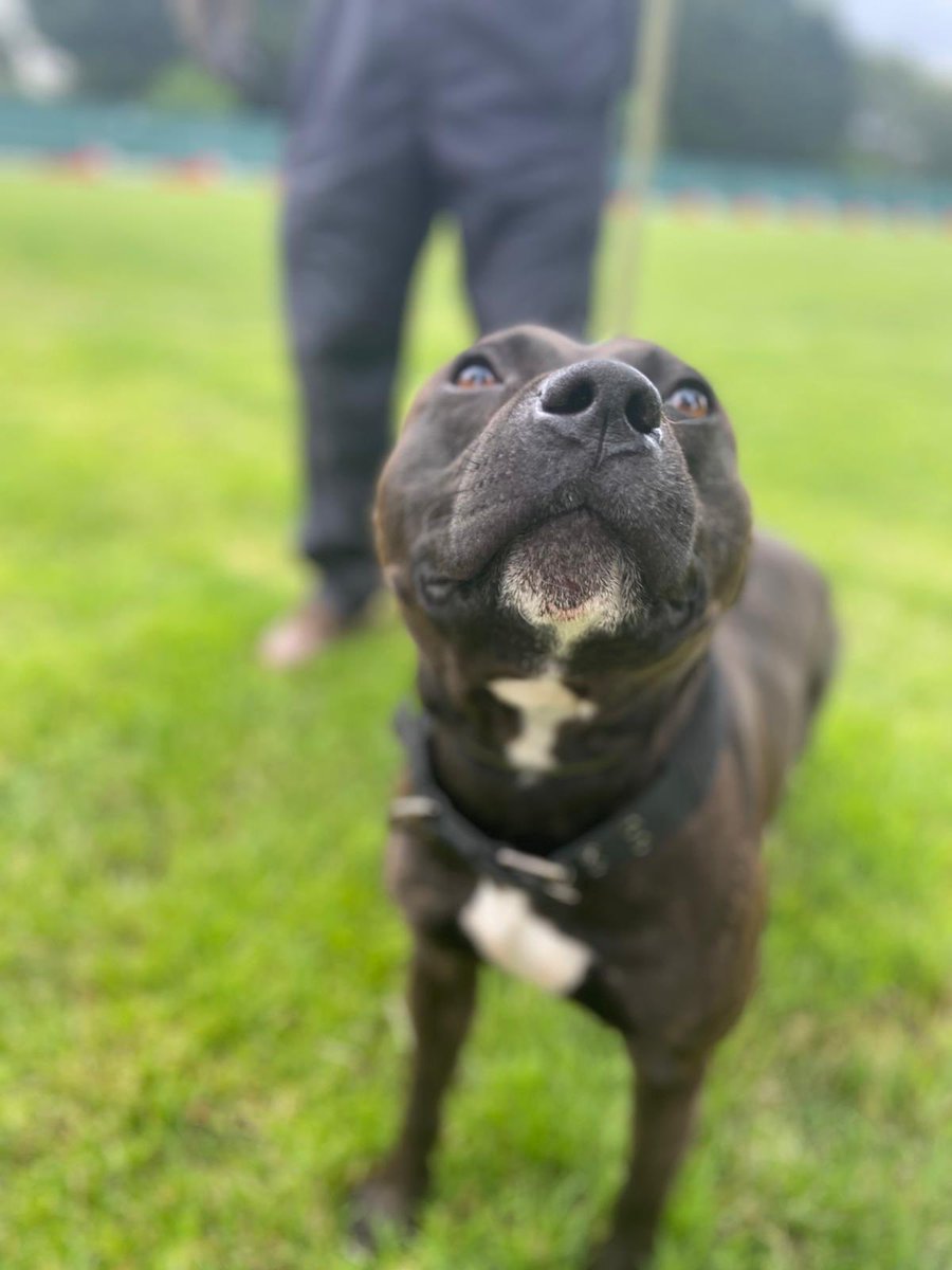 Dogs On The Streets tweet media