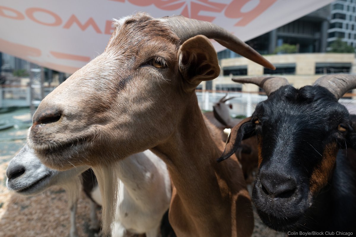 Goats that clear vegetation under power lines in downstate Illinois for ComEd enjoyed a river tour on the Chicago’s Leading Lady boat.
7/7/2021

The Loop, Chicago
#OnAssignment for <a href="/BlockClubCHI/">Block Club Chicago</a>