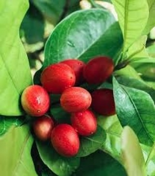 EFrutiferas's tweet photo. Fruta do Milagre
https://t.co/xFtstkFyX8

#mudasdeplantas #milagre #frutas https://t.co/ZIfgIZ1sFg