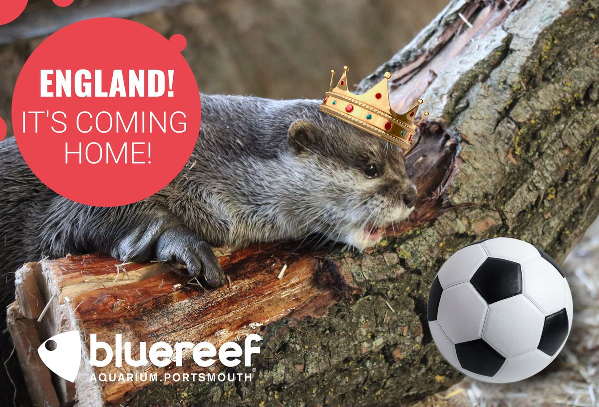 Are you excited about the football tonight? ⚽️
We are at Blue Reef Aquarium and so are our otters by the looks of it! 😬🤣🦦

COME ON ENGLAND!🎉👏👏⚽️

#bluereefaquarium #footballscominghome