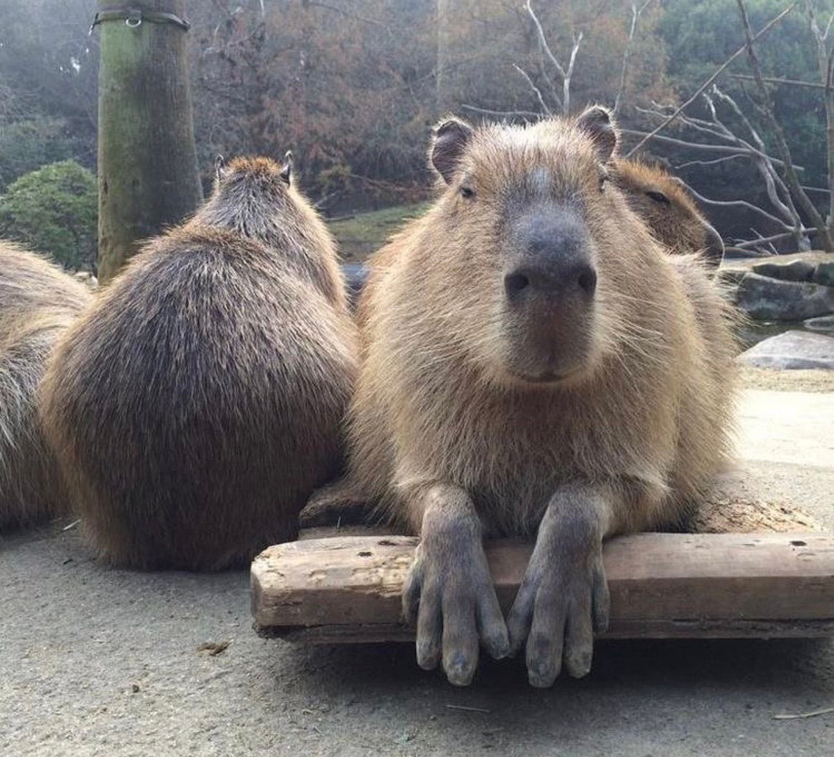 Encanto Capybara / First trailer for 'disney's encanto' appears. - gua belanda dago pakar bandung