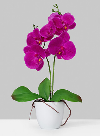 JamaliGarden's tweet photo. Here are the prettiest #orchids for #Summer2021. - https://t.co/iTZSUYIyS2 https://t.co/oDKzixqcIa