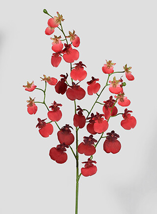 JamaliGarden's tweet photo. Here are the prettiest #orchids for #Summer2021. - https://t.co/iTZSUYIyS2 https://t.co/oDKzixqcIa
