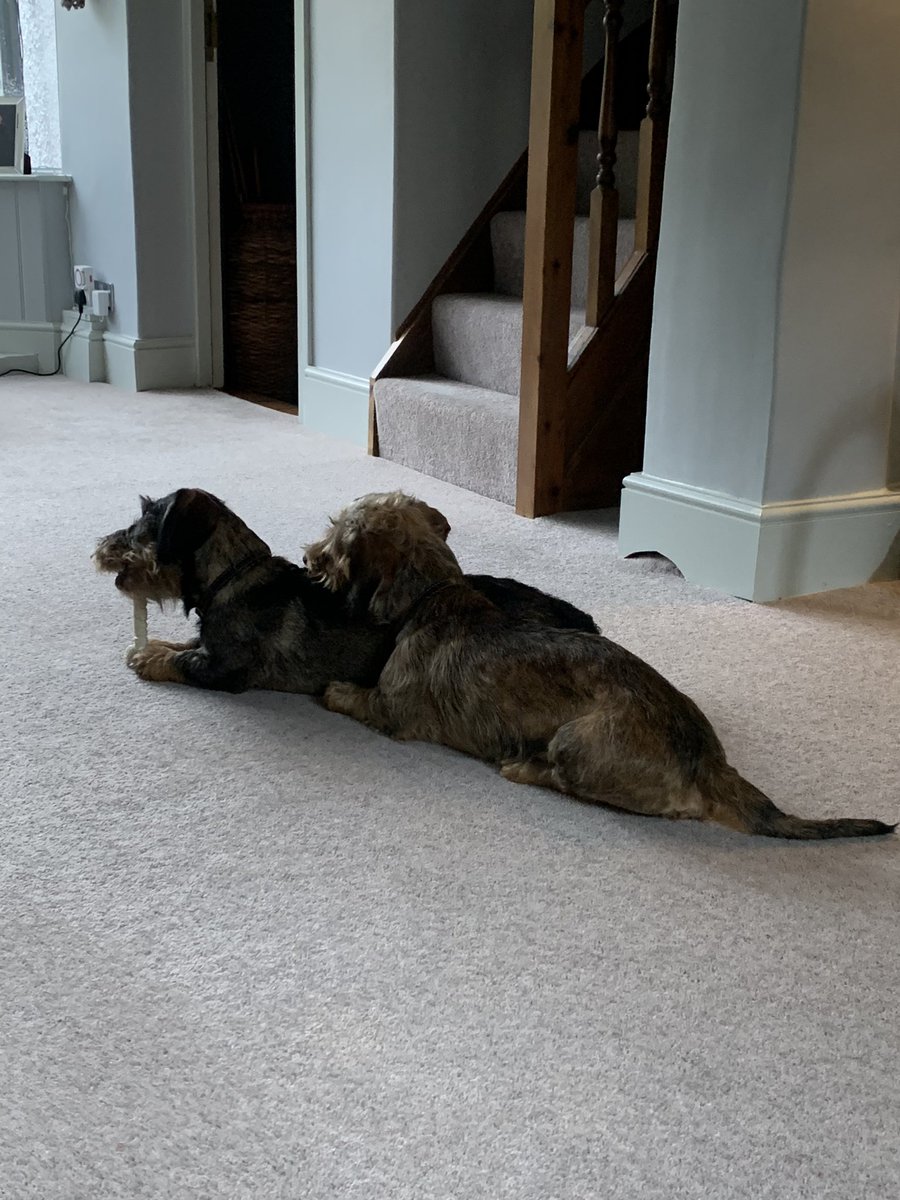 I just love the relationship these two have. Best friends 🐶🐶💙💙#dogsoftwitter #bestfriends #dachshunds