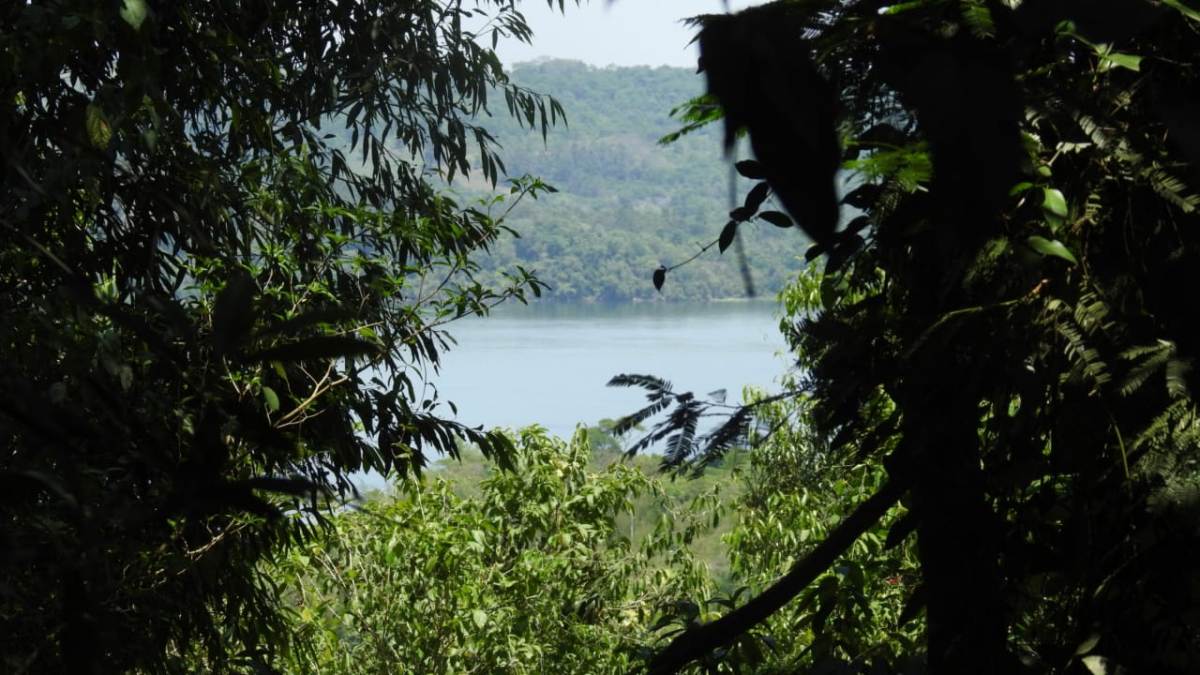 argentinaforest's tweet photo. #ÁreasProtegidas #ReservaPrivada #Biodiversidad #SanIgnacio #Misiones #Argentina 
Misiones: «Monte Adentro», una nueva reserva privada que se une a la protección del ecosistema único del área protegida en la península del Teyú Cuaré https://t.co/UK63gZsd4n https://t.co/nESfcE3ab7