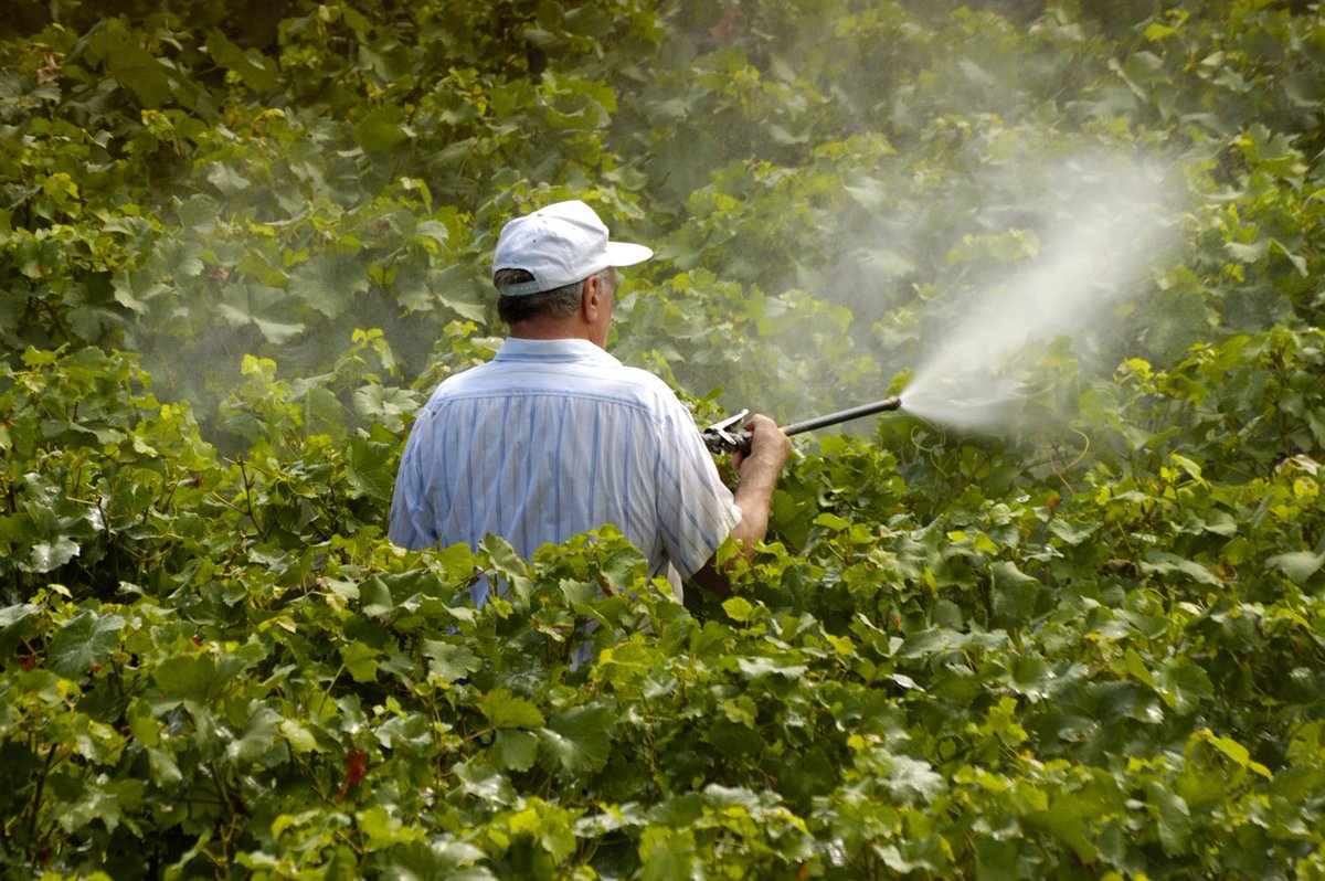 agnearme's tweet photo. Pesticide drift is an airborne movement of pesticides from an area of application to any unintended area! Pesticide drift can cause accidental exposure to people, animals, plants and property ⚠️ #PesticideSafety https://t.co/otlskT9CxW