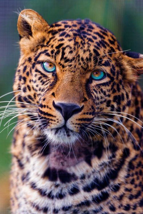 Bouteflikov's tweet photo. En Amazonie, les Jaguars se droguent souvent. Ils mâchent les racines de la «banisteriopsis caapi», une plante hallucinogène, pour en avoir les effets. https://t.co/8CEQXmaFOu
