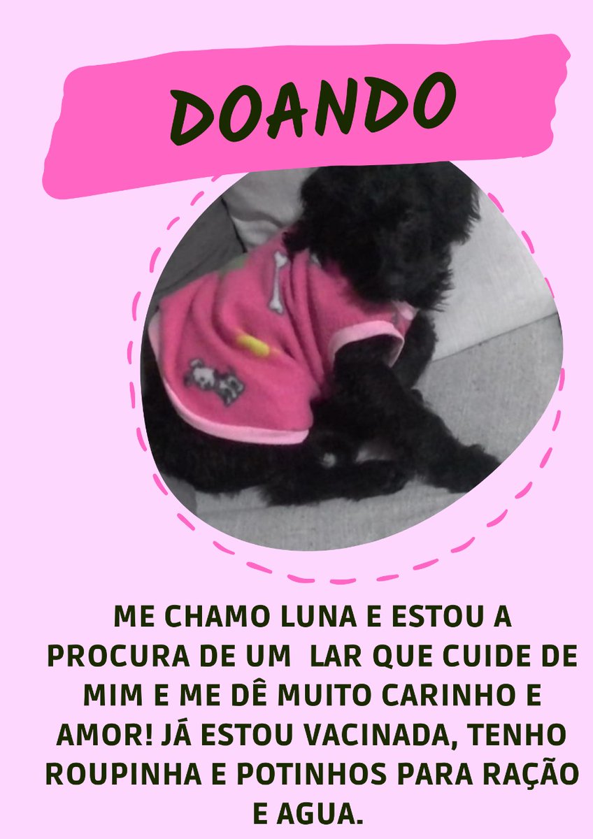 bachilover's tweet image. OI GALERINHA! this is me again tentando arrumar um lar pra mais um bichinho! se você for de sp e quer ou conhece alguém que quer adotar essa gracinha me chama na dm ;) se você não for um rt e like ajudariam demais!