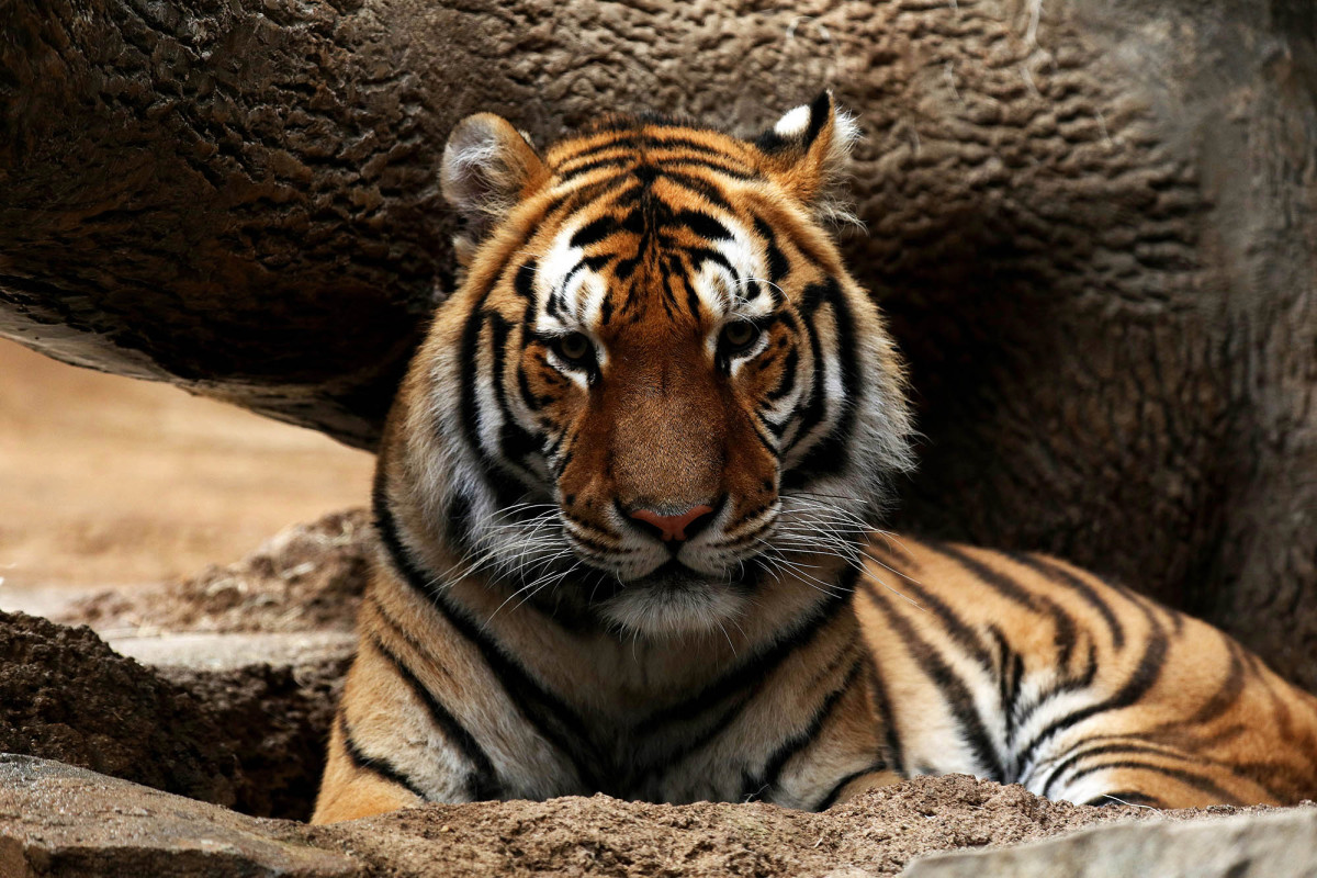 Animals at Wisconsin zoos to receive COVID vaccine trib.al/1HxaSIg