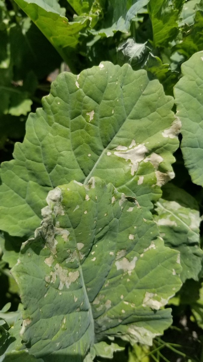Hey Canola growers,  we sprayed this farm 2 days ago for the 2nd pass with 1L Liberty and 1L AMS. We have leaf burn on the leaves just like the photo.  What is the burn from, the AMS? all smaller plants are good just all the big plants have burn.