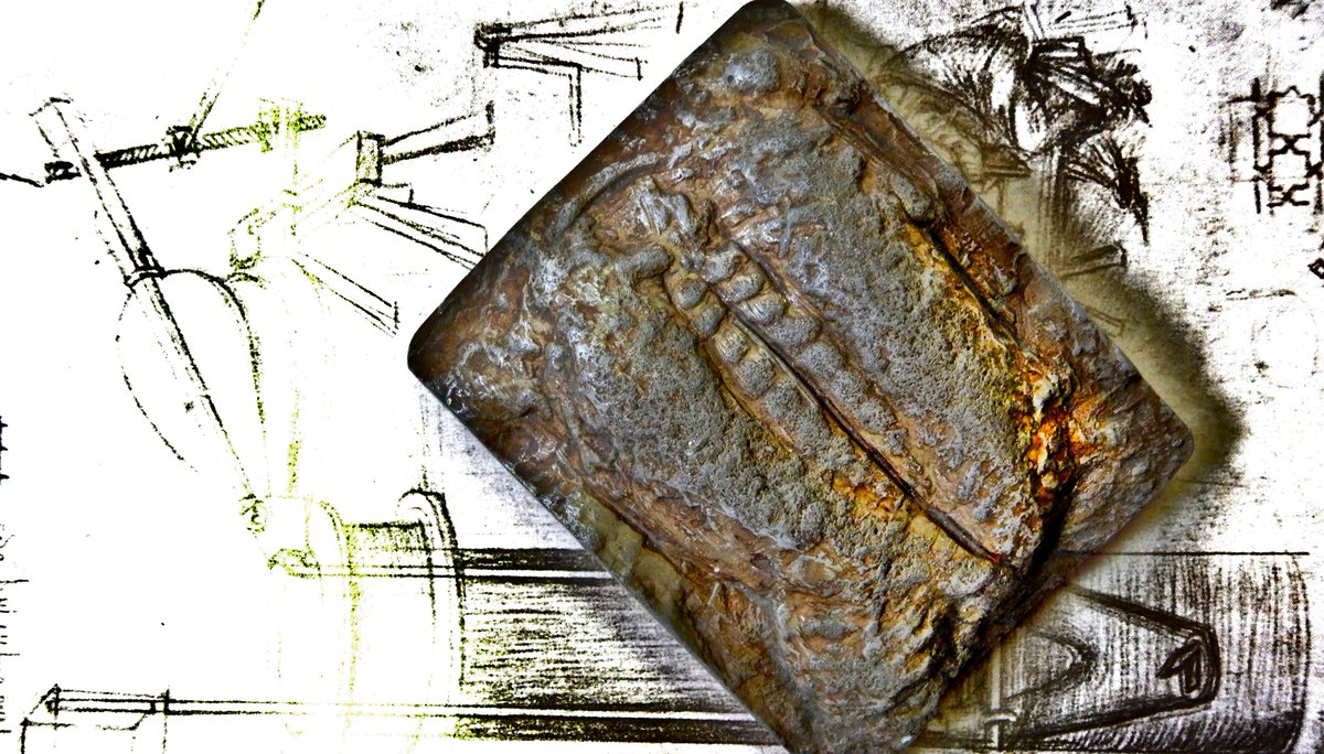 ABaucon's tweet photo. A trilobite burrow (#Rusophycus) proudly stands on a drawing by Leonardo da Vinci!
---
#distav #fossil #science #collection #fossil #history #fossilcollection #historyofscience #historicalcollection #science #palaeontologicalcollection #palaeontology #scienza #paleontologia https://t.co/uNhy3Fzao1