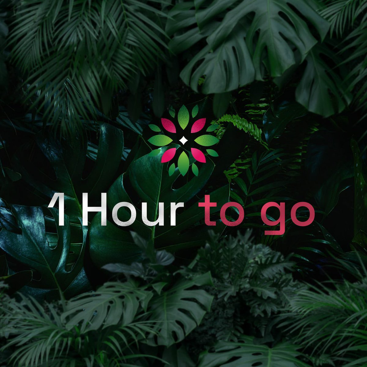 Safeforest2021's tweet photo. Our 2nd Capital Raise opens up in ONE HOUR! 

We hope you guys are ready to rocket straight to the moon 🚀🚀🚀

#SafeForest #Launch #Crypto #Investment #ToTheMoon https://t.co/77S1GKG0Z0