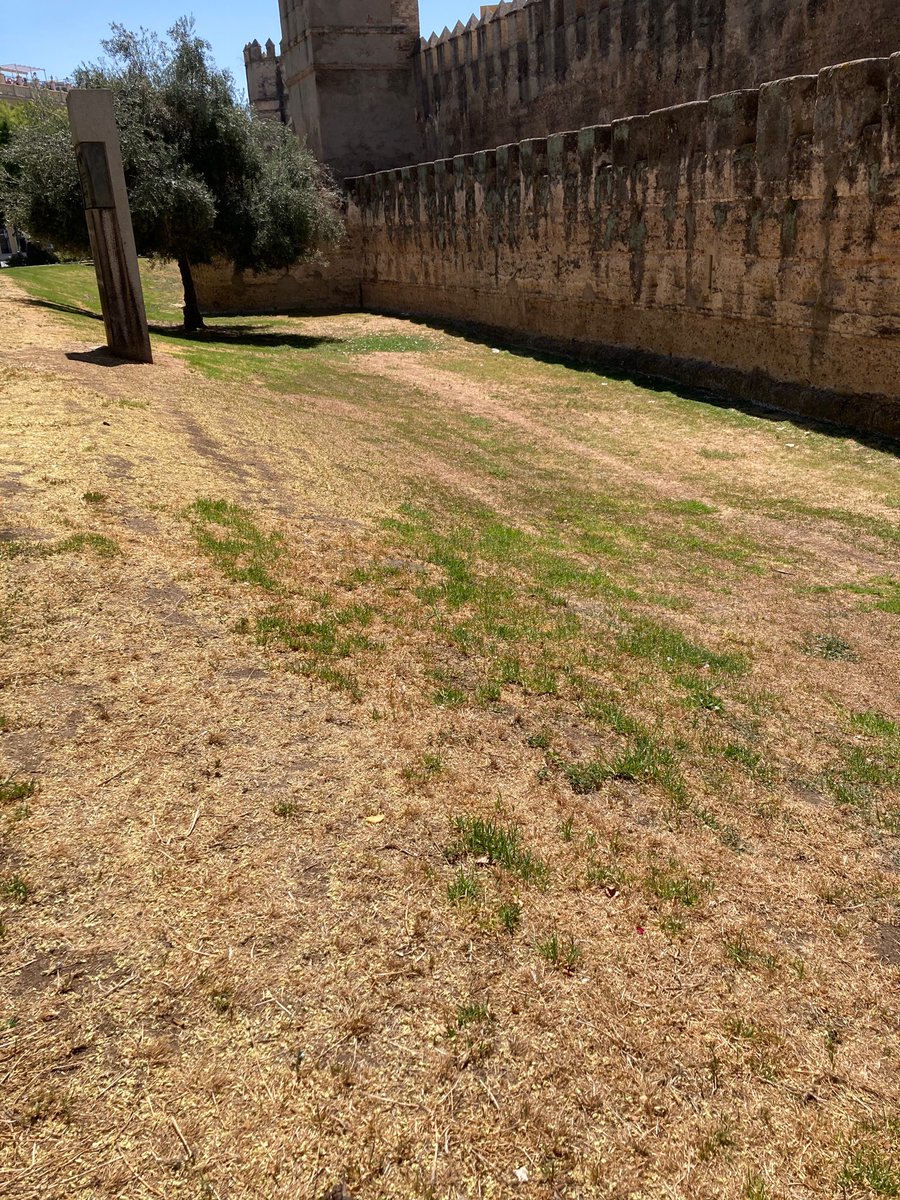 SevillanosYa's tweet photo. @Ayto_Sevilla Agradeceríamos atendieran la zona de la #MurallaMacarena, mediana de San Juan de Ribera y #ParquePerdigones. Está secándose a marcha forzada.
#SevillaCivica #PLAGA7SEVILLA https://t.co/tKtJYst7jo