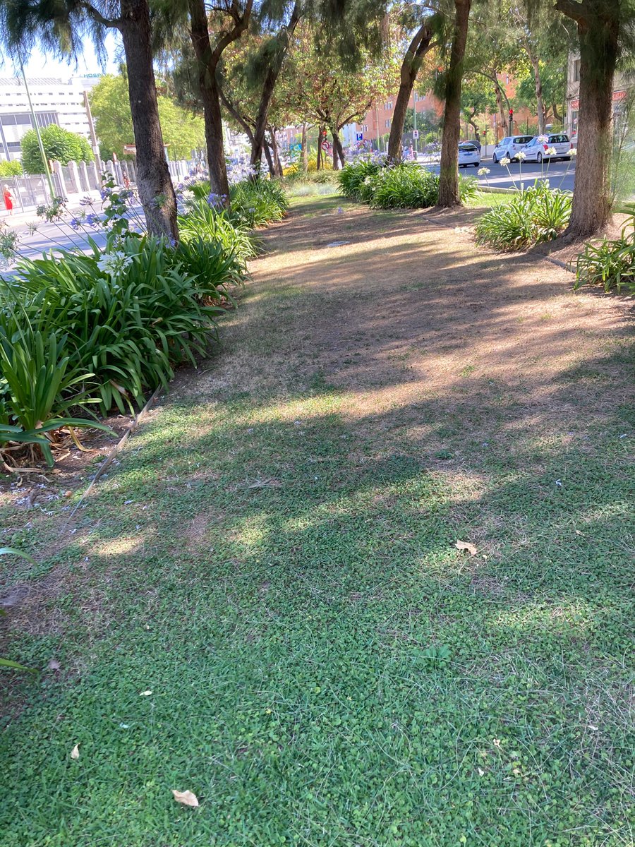 SevillanosYa's tweet photo. @Ayto_Sevilla Agradeceríamos atendieran la zona de la #MurallaMacarena, mediana de San Juan de Ribera y #ParquePerdigones. Está secándose a marcha forzada.
#SevillaCivica #PLAGA7SEVILLA https://t.co/tKtJYst7jo