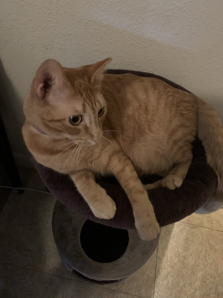 ZestyBreadstick's tweet photo. @baby__kie “adoption pending” we love to see it https://t.co/JvVXBcNYFI
