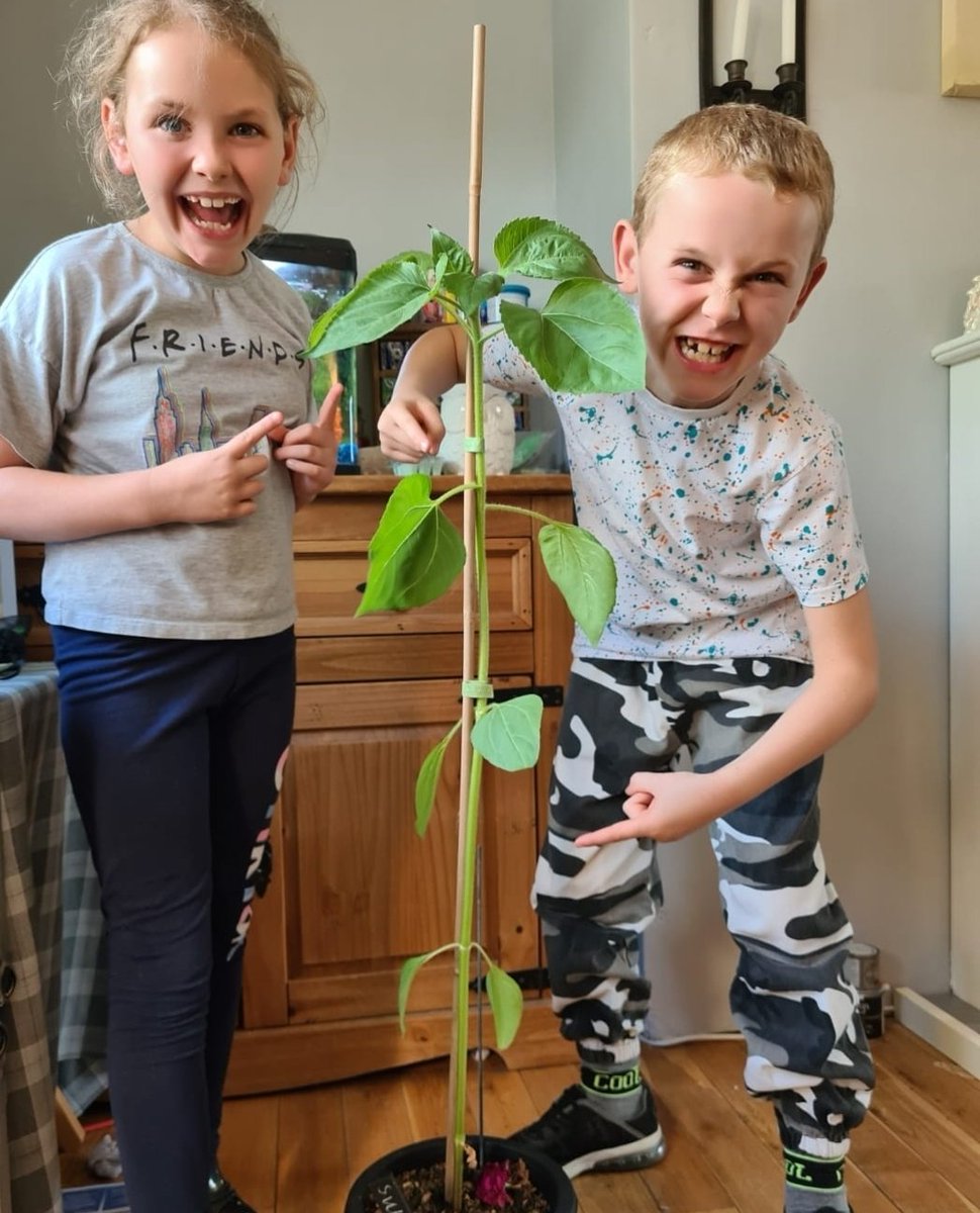DebbieJayne100's tweet photo. @MelC_LnD @HR_Kez @Vicki_Mallows @liz_burkinshaw @BurnhamLandD @Claire_Pickard @EmLangtonCoach They need to be resilient with these two lol :-) but they are delighted to have them growing all over the garden. This is their biggest at the min. https://t.co/w0pBHoKgrt