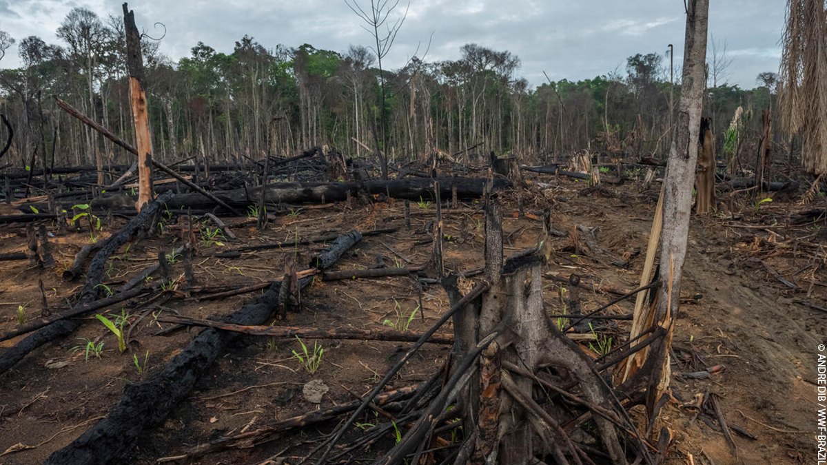 wwf_uk's tweet photo. Watching #Euro2020? Here’s a fact that will change the way you see football forever.

Every 12 seconds, an area of Amazon rainforest the size of a football pitch is deforested.

Just think how much land is destroyed during the length of a match. It’s time to #ActForTheAmazon. https://t.co/qSTgERXrA5